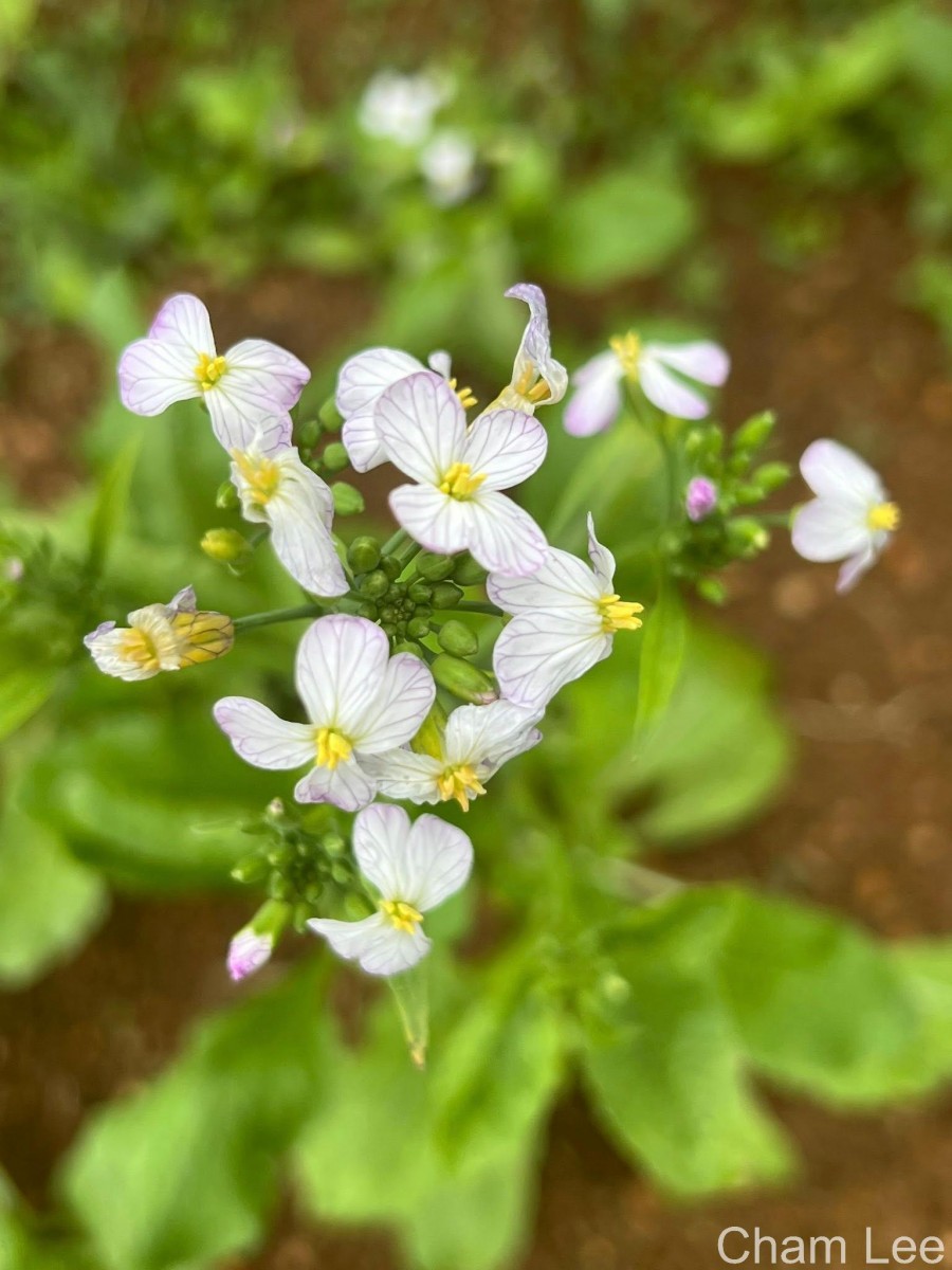 Raphanus raphanistrum L.